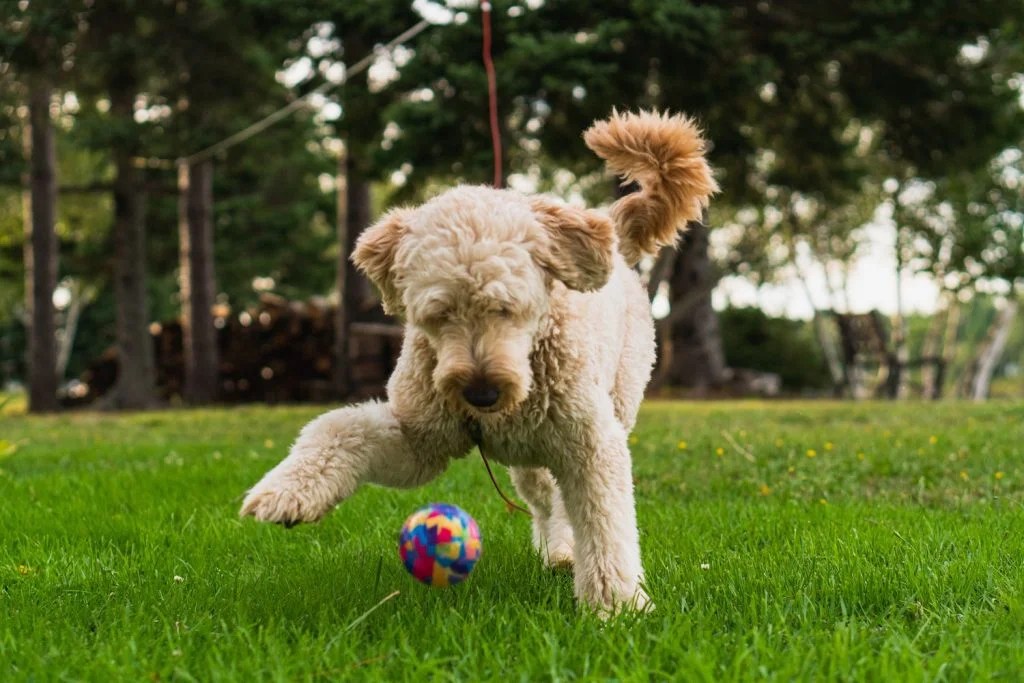 Best Brush For A Goldendoodle The Ultimate Guide