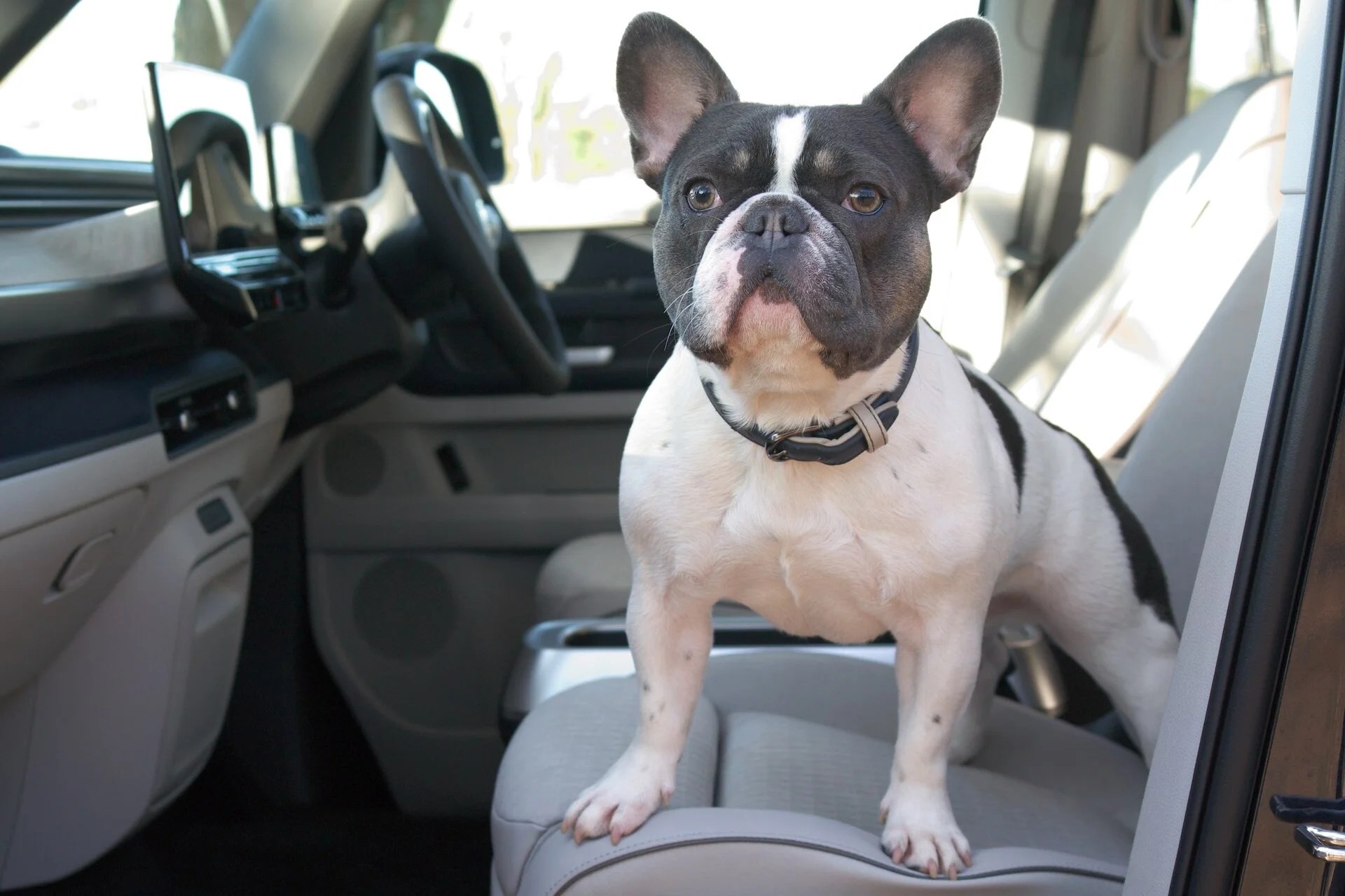 Best Car Seat For French Bulldog Depend On Dogs
