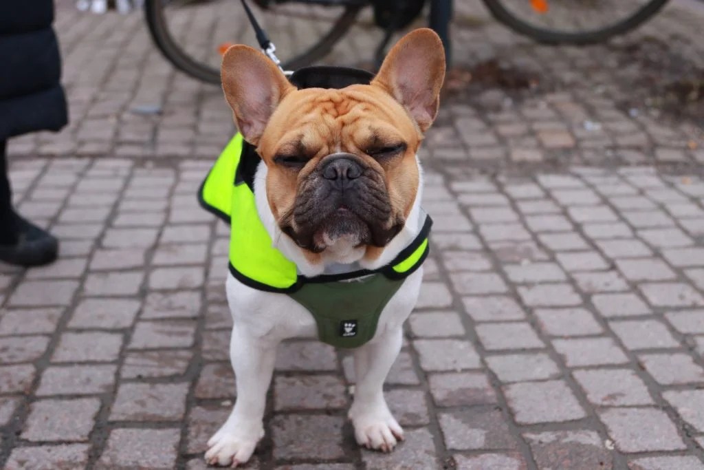 The 5 Best French Bulldog Raincoat Choices Depend On Dogs