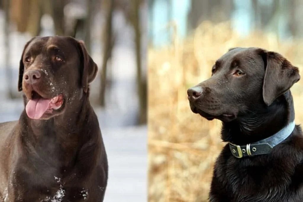 English Lab Vs American Lab What's the Difference? Depend On Dogs