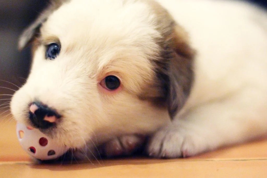How To Tell If A Puppy Will Have Long Hair? Depend On Dogs