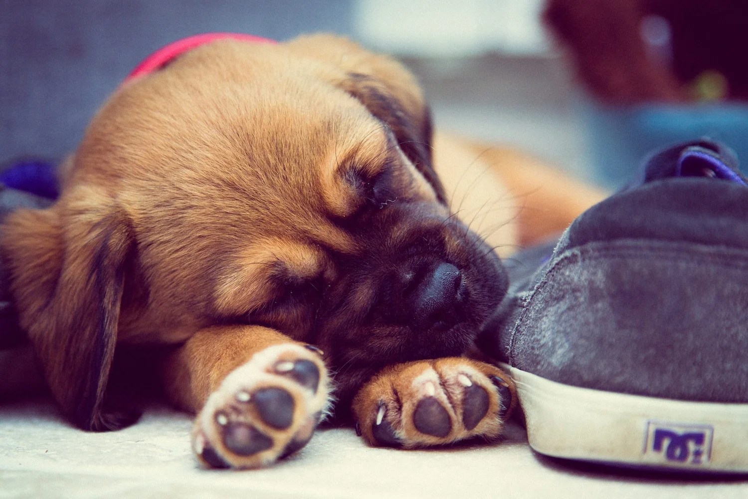 Hot Water Bottles for Puppies Safety Tips and Benefits.