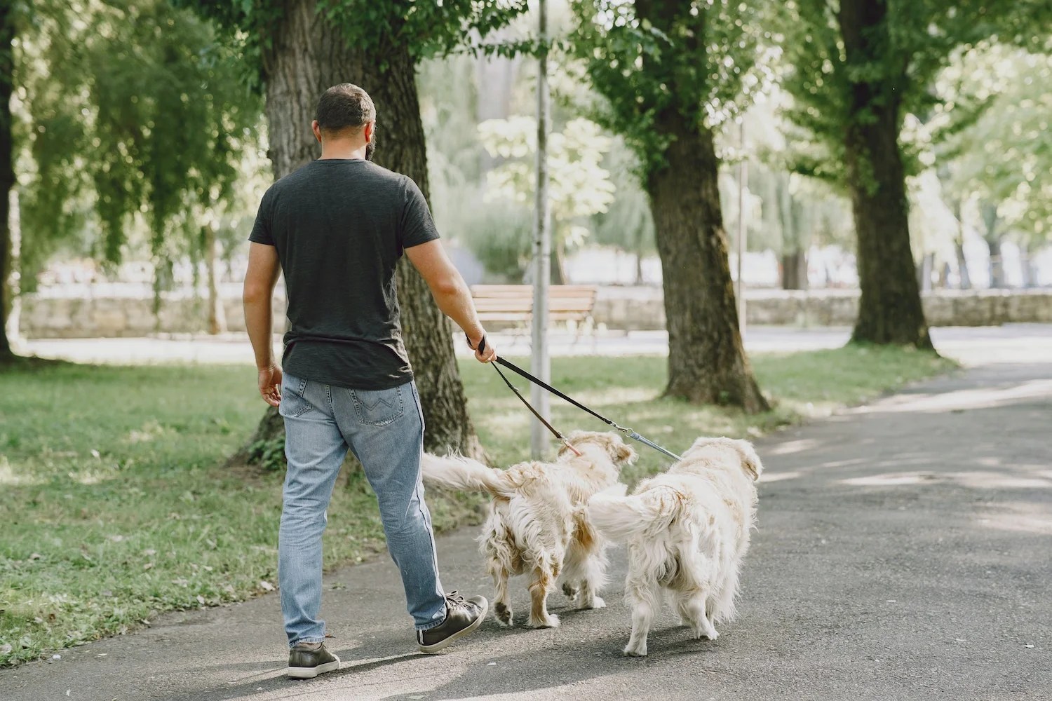 How To Walk Two Dogs At Once! Depend On Dogs