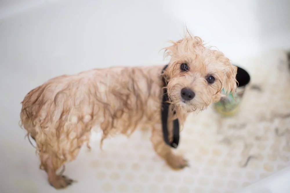 No Dog Shampoo, What Can I Use Instead? Depend On Dogs