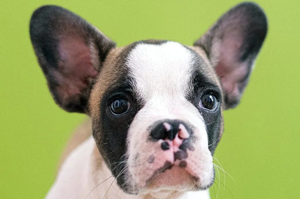 Royal Canin For French Bulldogs Puppy Recipe Depend On Dogs