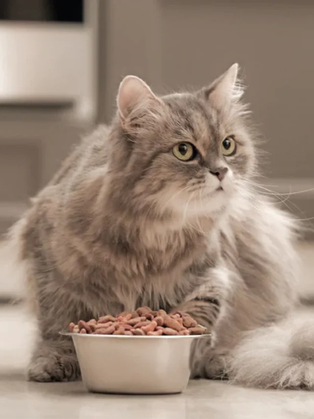 Top 10 Unsafe Foods for Cats Depend Pet