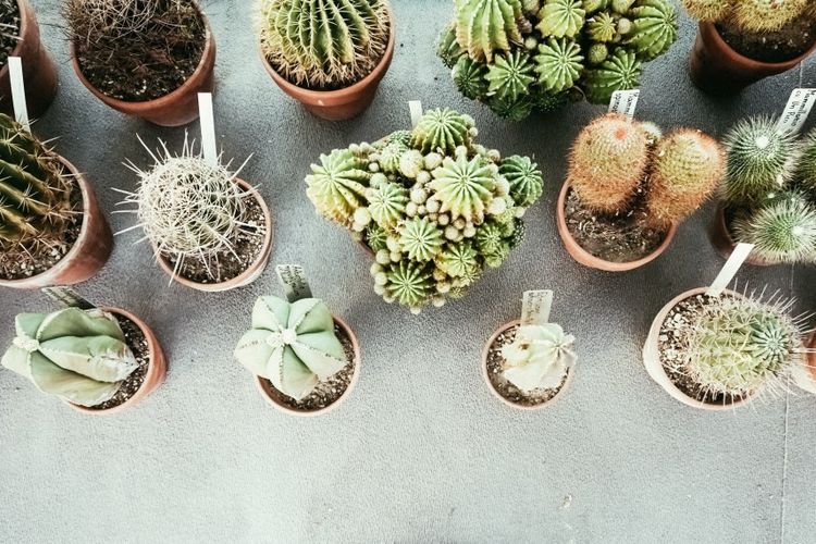 Tips Mudah Merawat Taman Kaktus Mini Depo Bagoes Bangunan