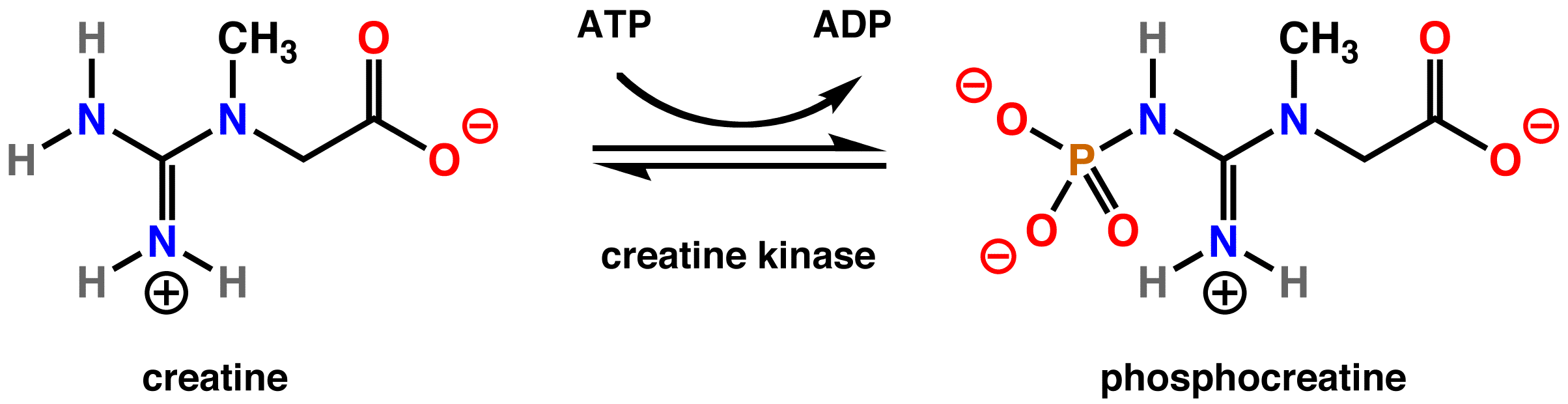 Creatina, conoce uno de los suplementos más populares