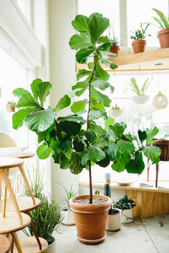Guía de plantas Ficus Lyrata Depto51 Blog