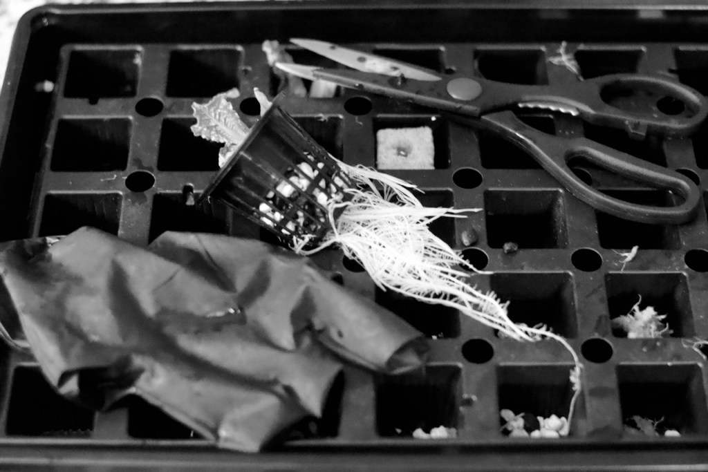 Jellyfish & Lettuce Danial Qaurooni (dequeue)