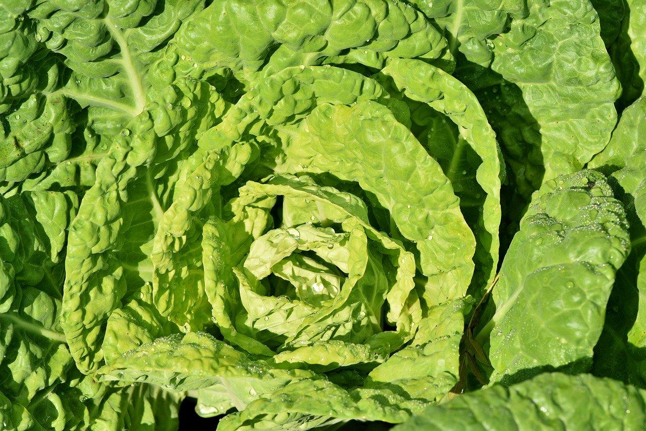 Der, die oder das Kohl? Welcher Artikel?