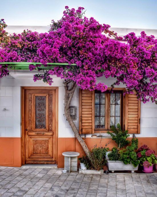 Santa Rita (Bougainvillea glabra) la enredadera más linda y decorativa