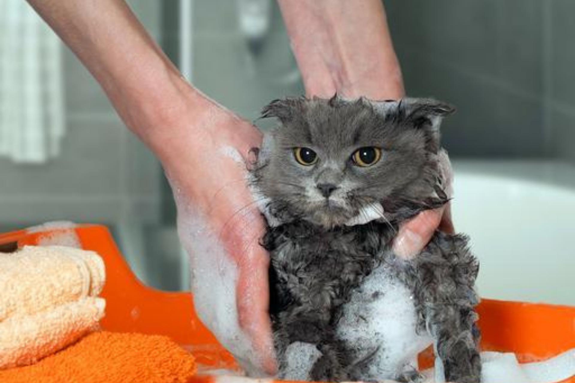 Best Flea Shampoo for Cats Dereeze