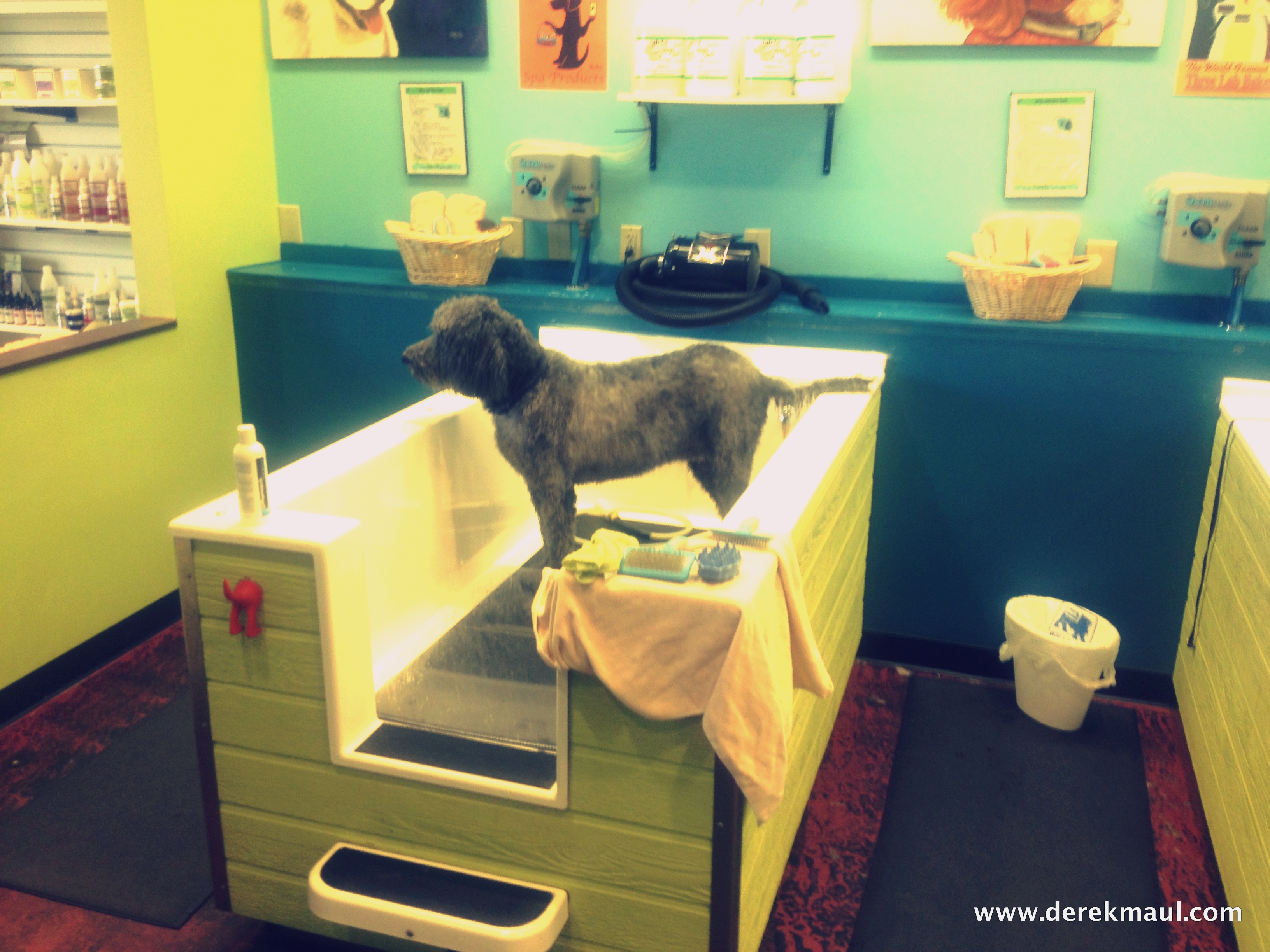 Scout’s adventure at the Dirty Dogs Spa! Derek Maul Words