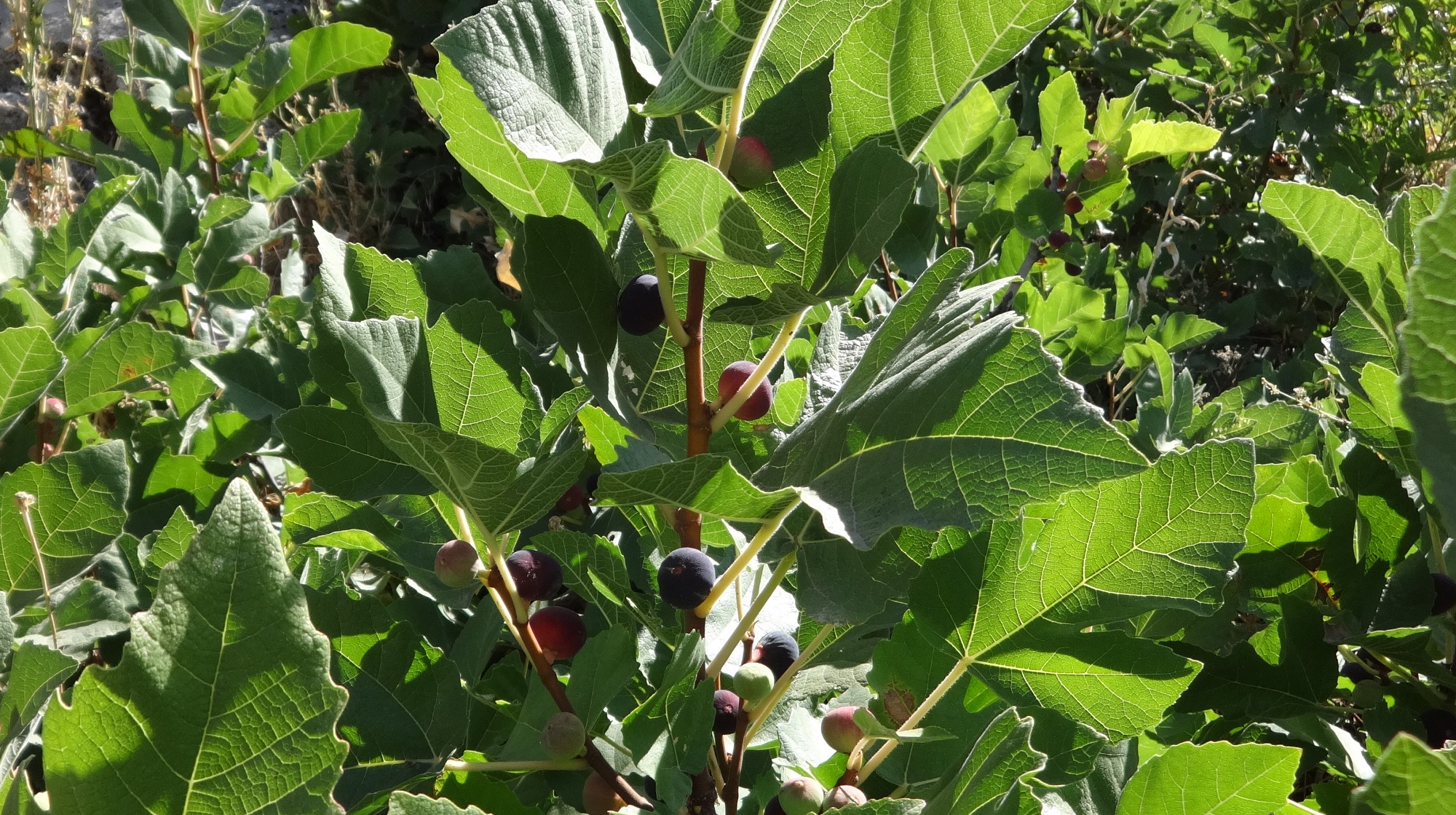 Gleichnis des Feigenbaums Der fliegende Moment