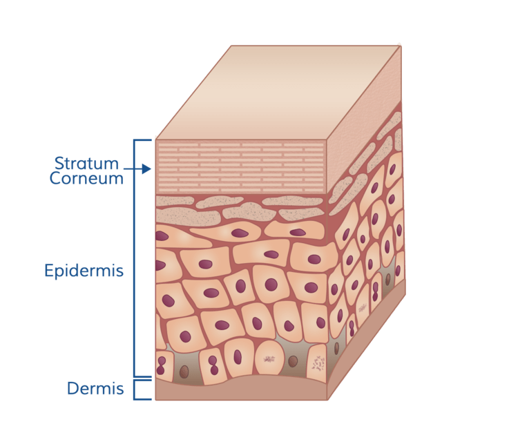 Skin Facts Dermidia