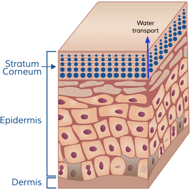 Skin Facts Dermidia