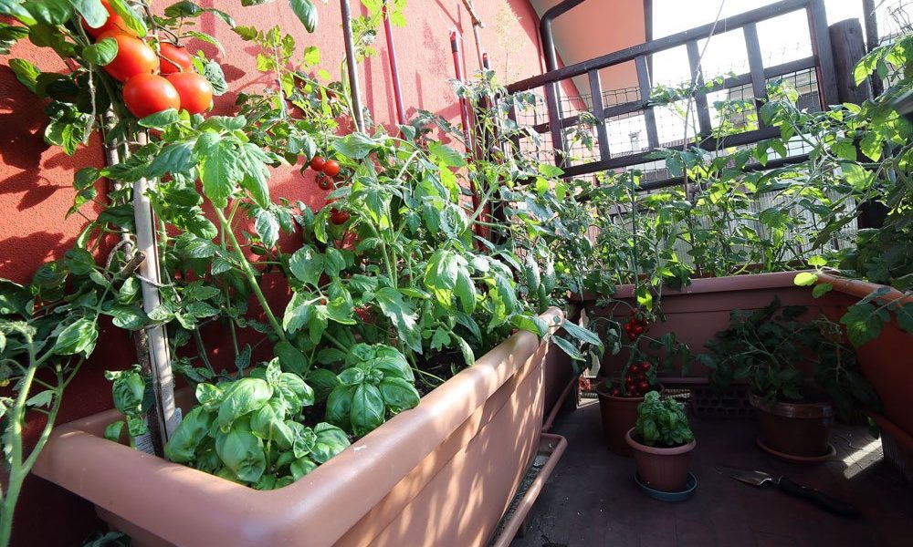 Tomaten auf dem Balkon ziehen Wertvolle Tipps zum Anbau
