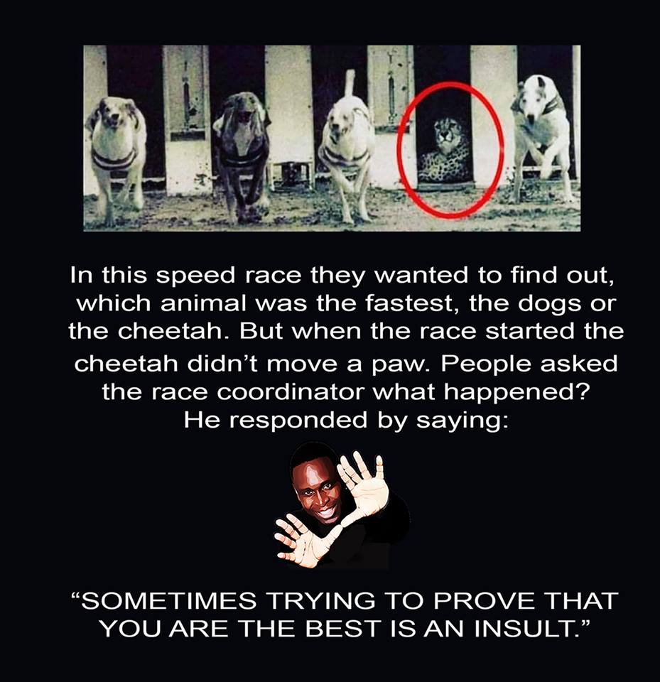 Which animal was the fastest, the dogs or the cheetah