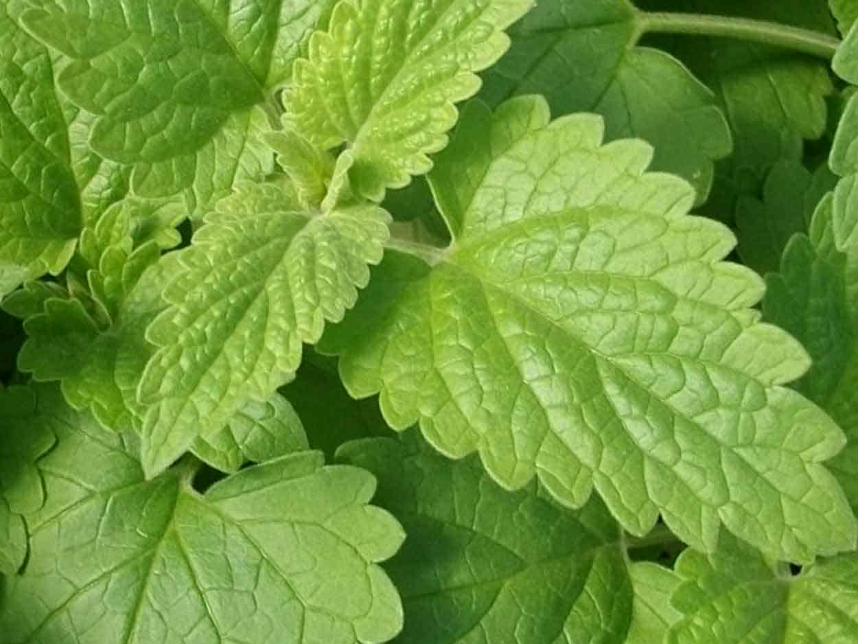 Catnip Essential Oil