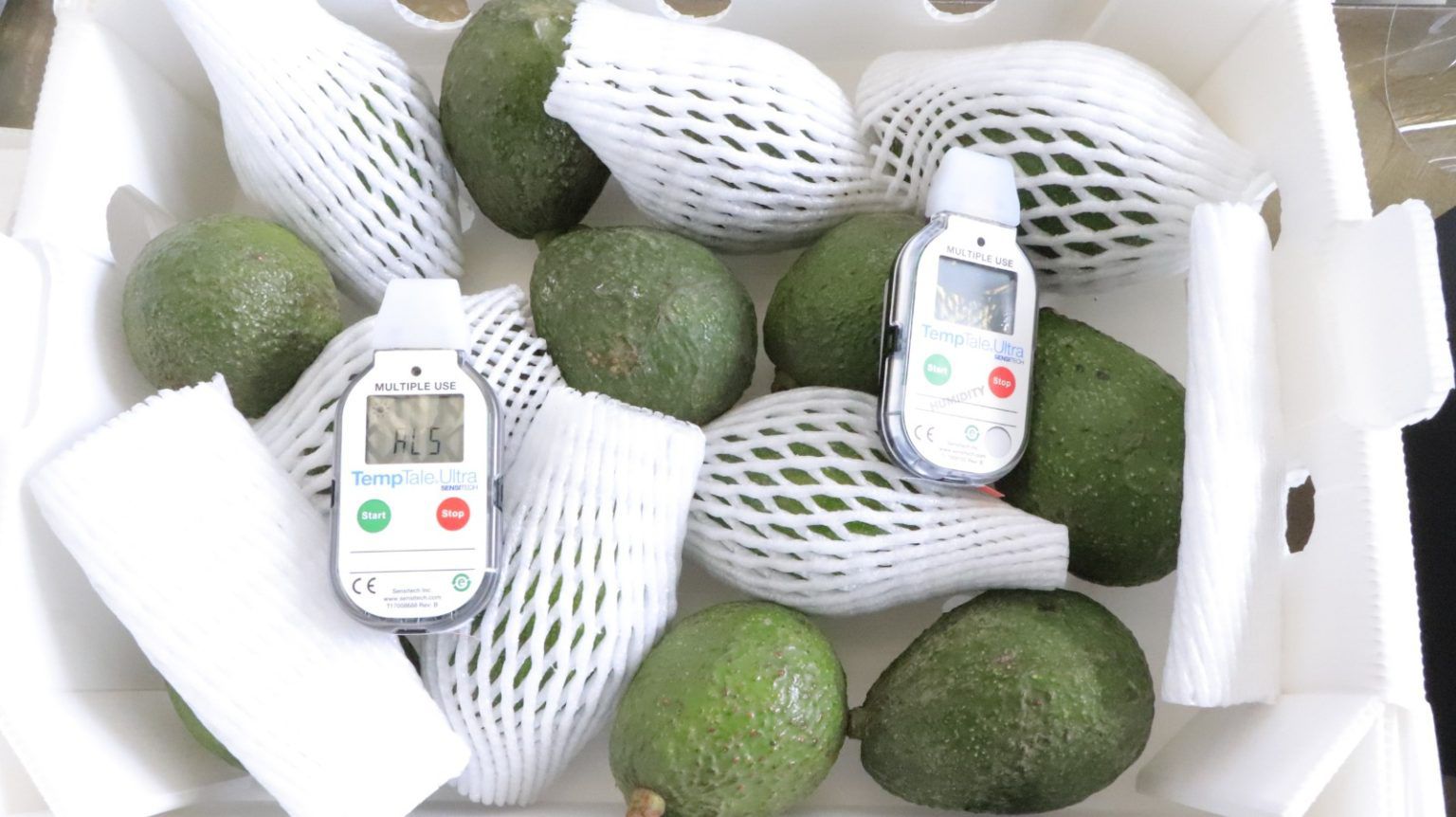 Dan seguimiento a proceso de recepción de observaciones para exportación de Aguacate Hass