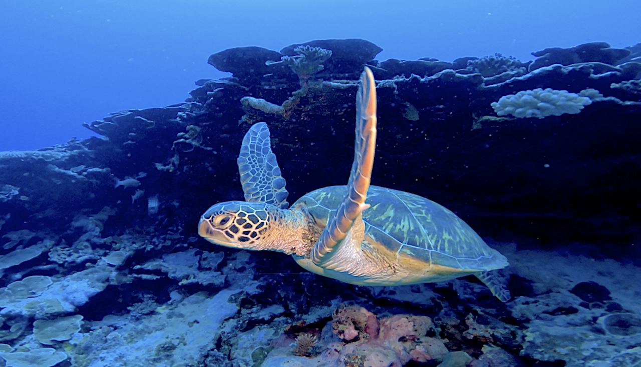 Qui peut sauver les tortues marines ? Part.2. Désaturation