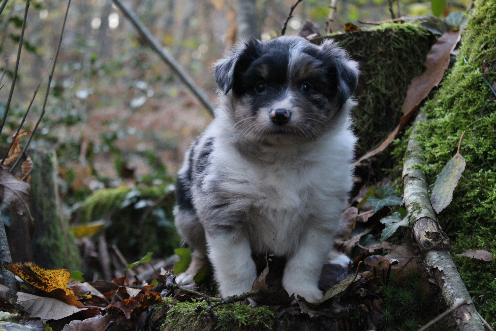Chiot disponible Berger Américain Miniature Élevage des bergers du maine