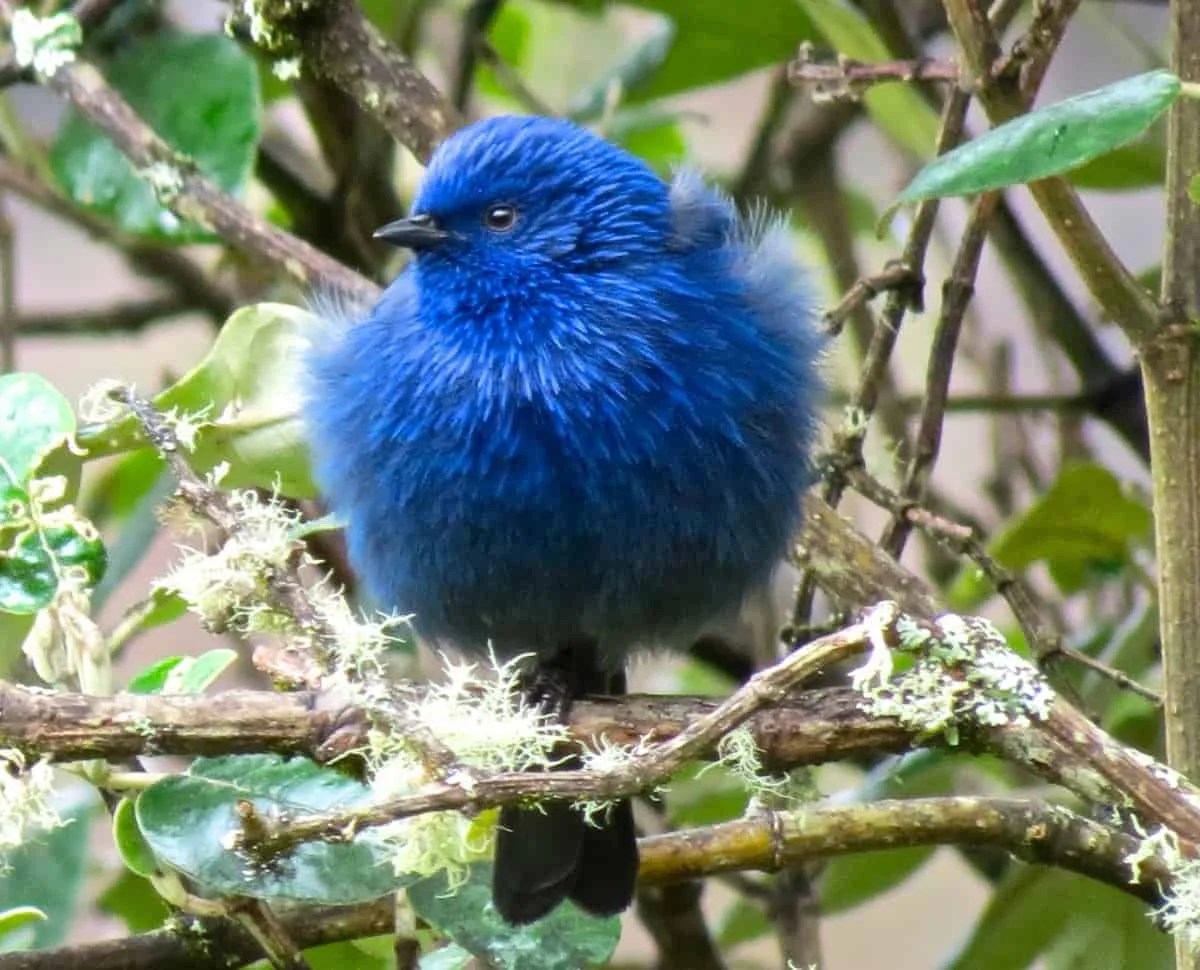 Observación de aves El valle de Yunguilla Descubre Ecuador y Galapagos