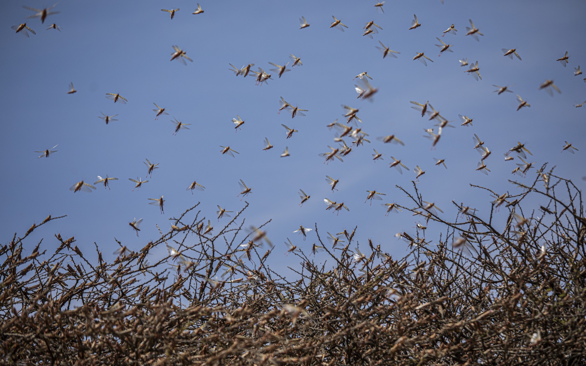 East Africa faces dual shock from coronavirus and locust swarms “My