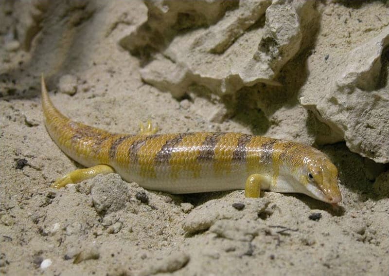 Scincus scincus, le poisson du Désert