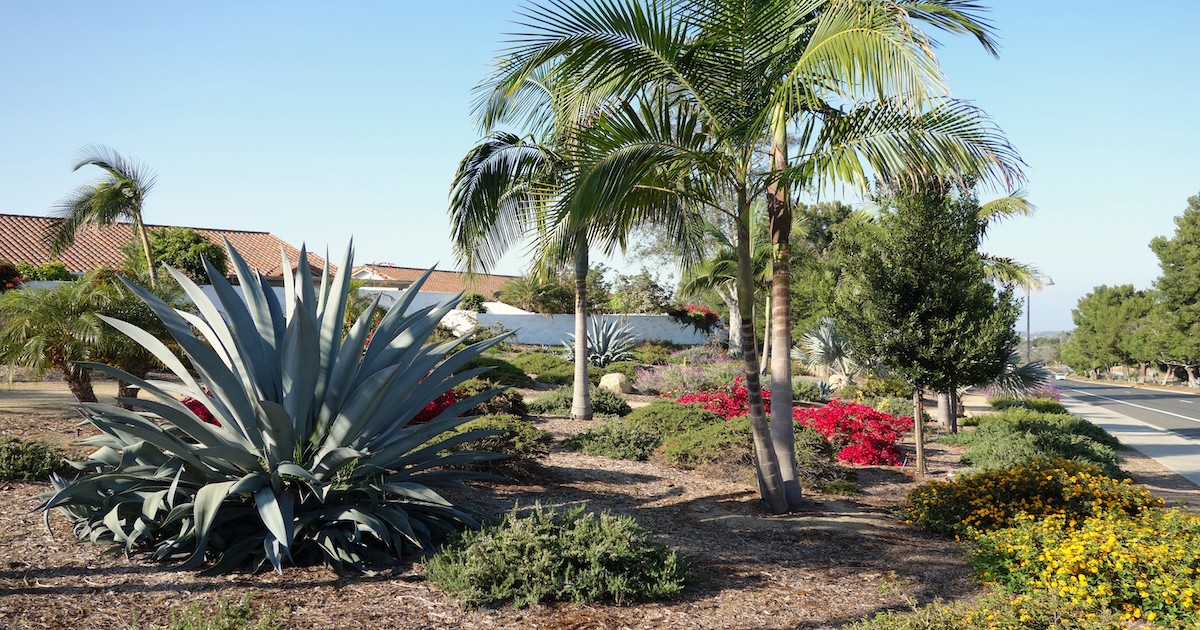 Palm Tree Ideas for Drought Tolerant Landscaping Desert Empire Palms