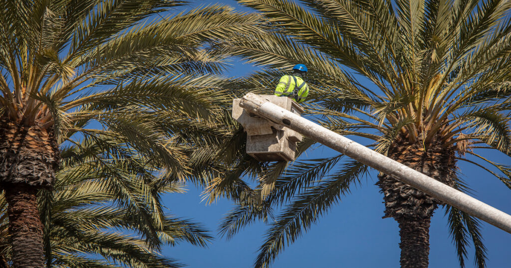 When and How to Properly Trim Your Date Palm Trees Desert Empire Palms