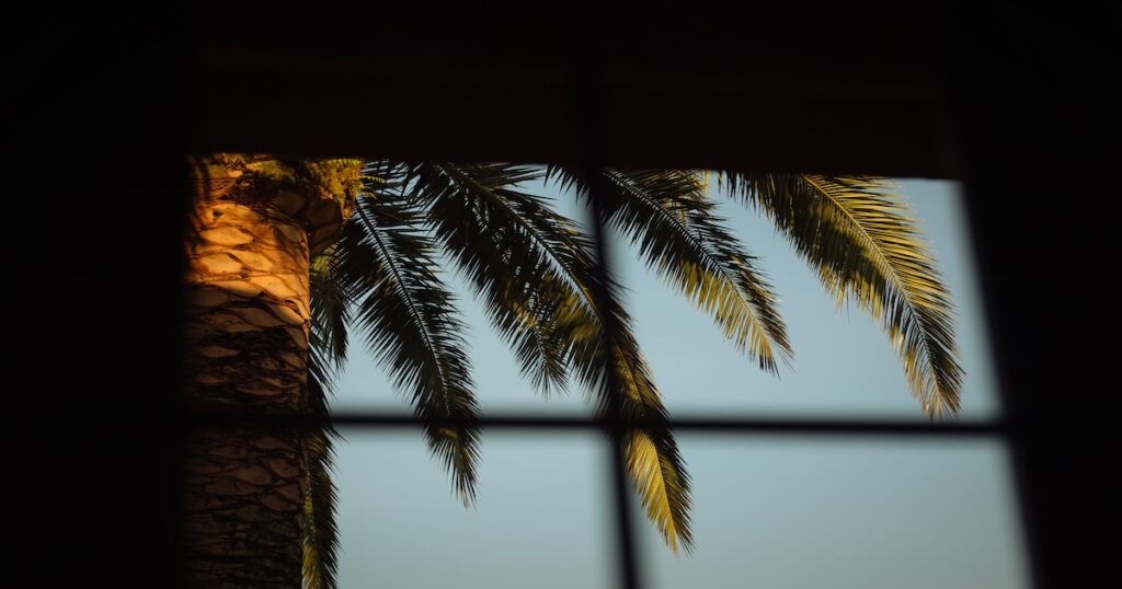 How to Know What Size Palm Tree to Purchase Desert Empire Palms