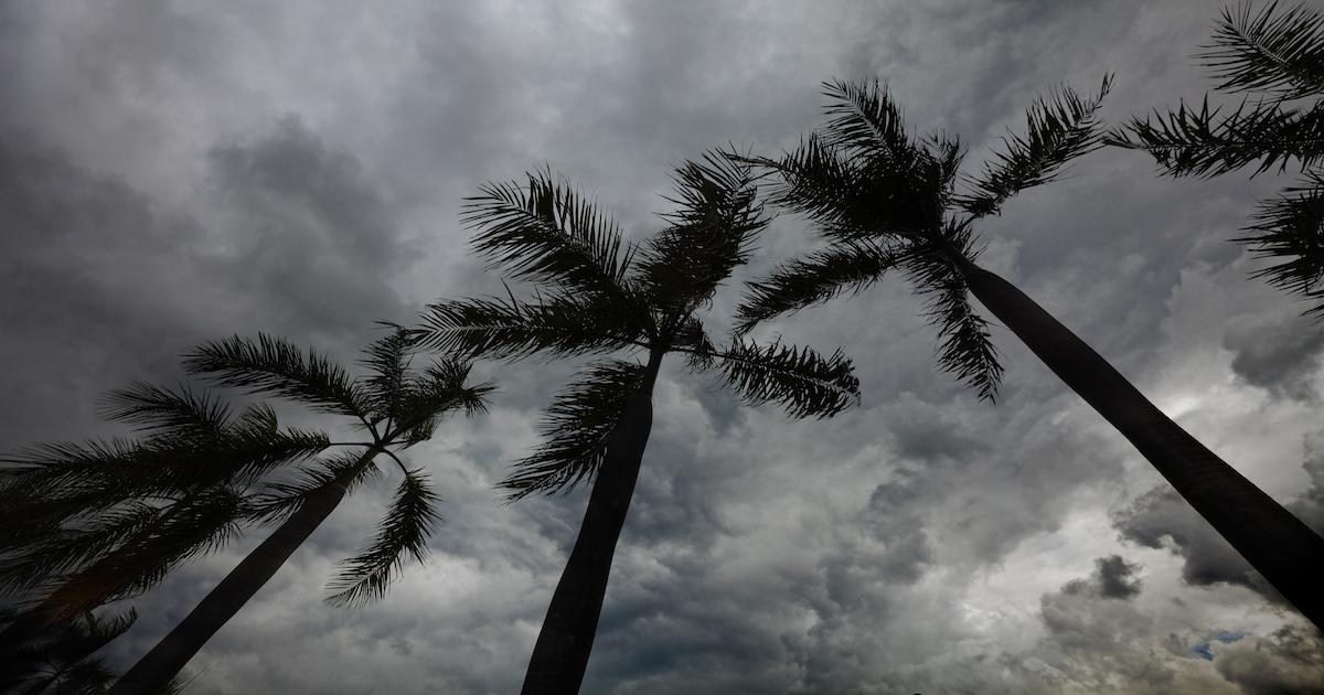 Do Palm Trees Go Dormant in the Winter? Desert Empire Palms