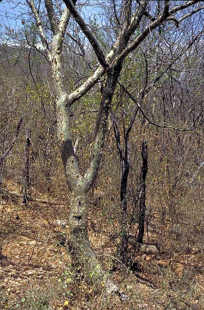 Alamos Trees; Bursera Fagaroides
