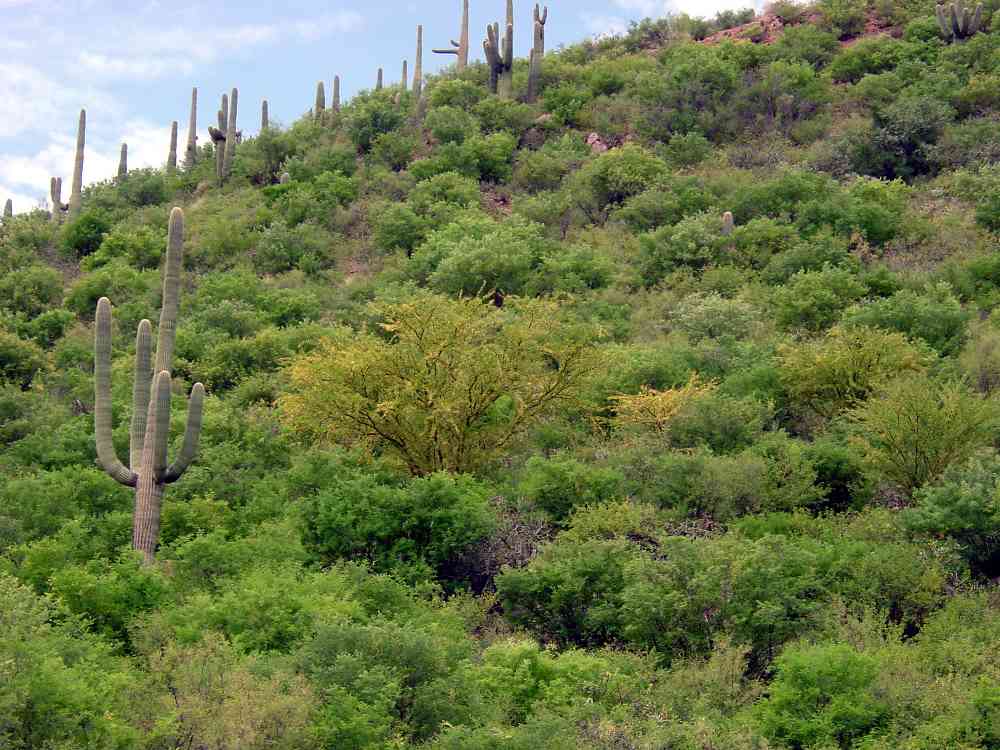 Alamos Vegetation TSF Gallery
