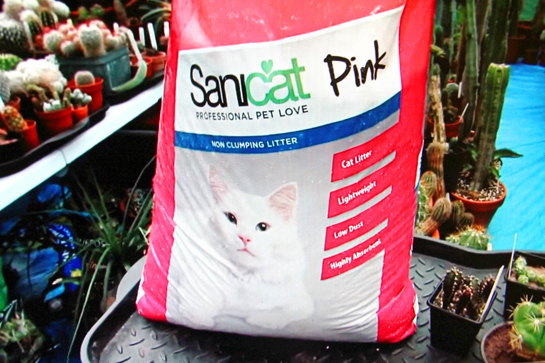sanicat pink cat litter for cacti Desert Plants Of Avalon