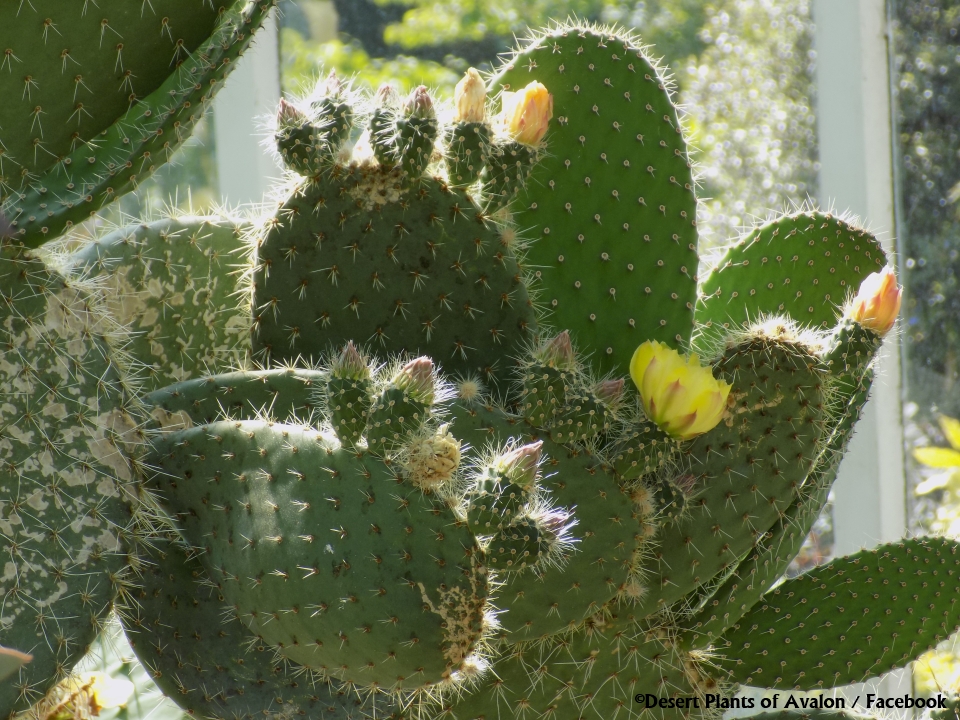 cactus plants for beginners Desert Plants Of Avalon