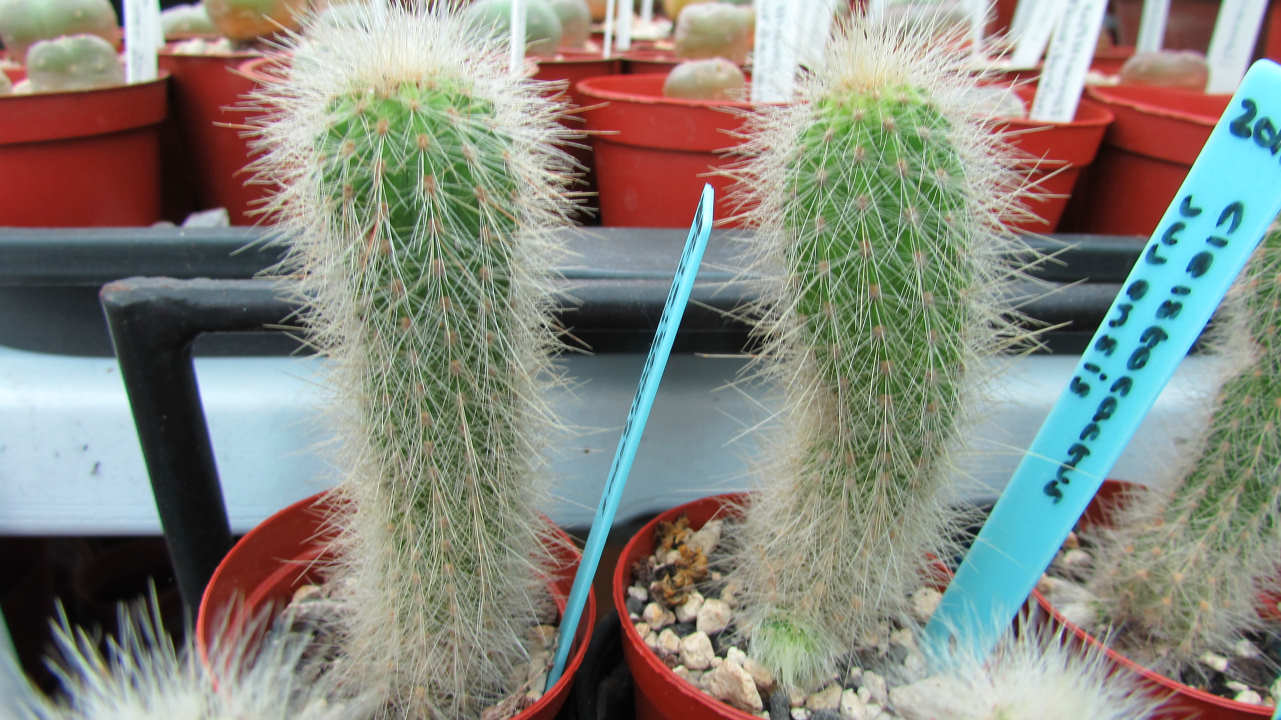 Why do some Cacti have Hair ? Desert Plants Of Avalon