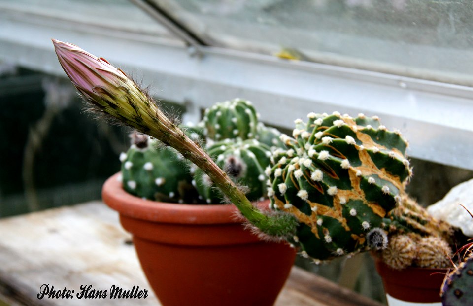 Top 5 Cactus Plants to Grow for Beginners Desert Plants Of Avalon