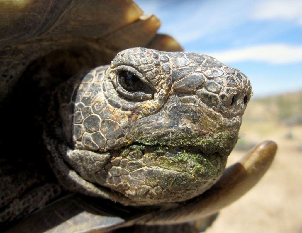 About Desert Tortoises Desert Tortoise Council