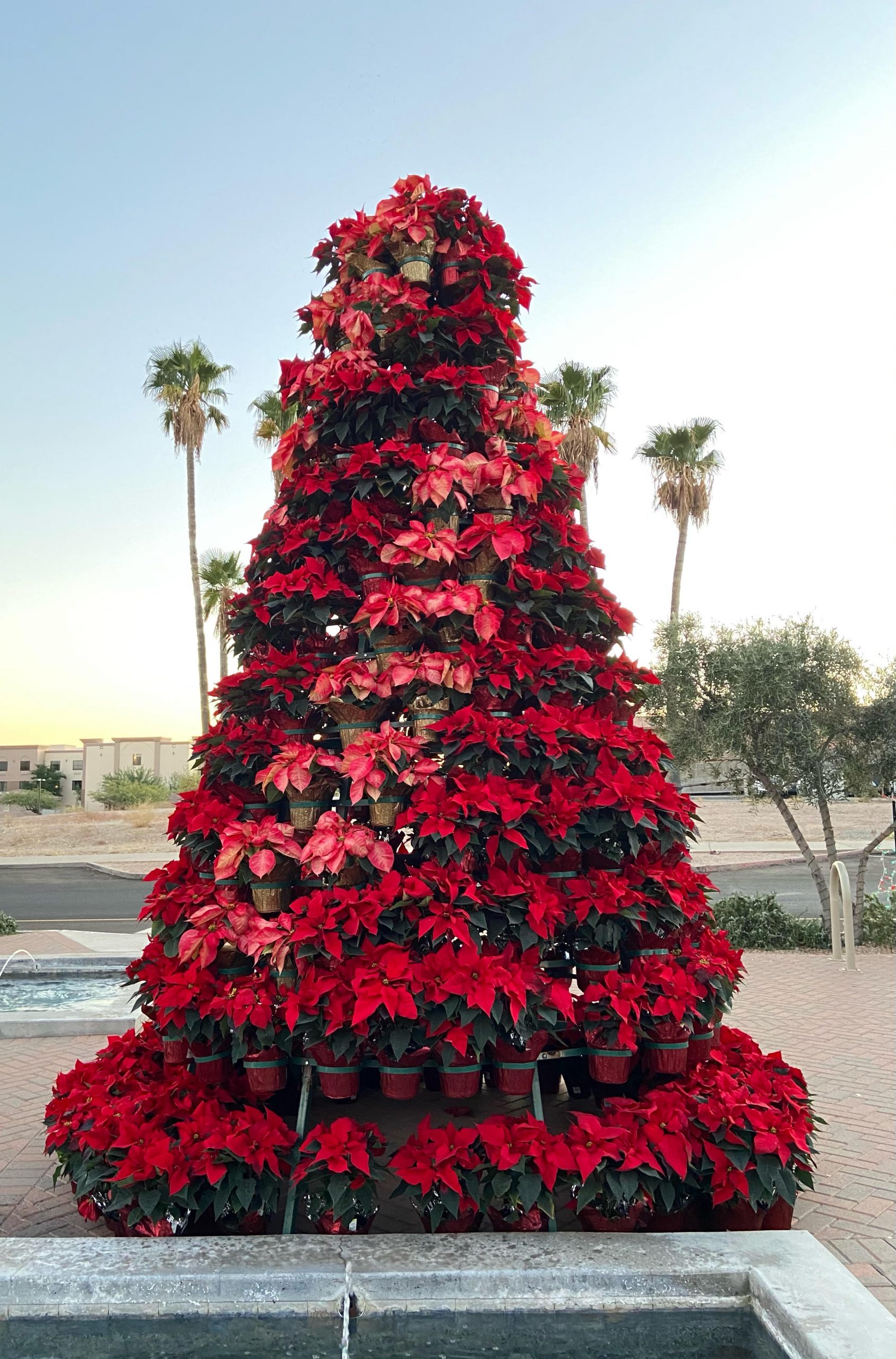 Poinsettia Tree Celebrates 25 Years Desert Vibe