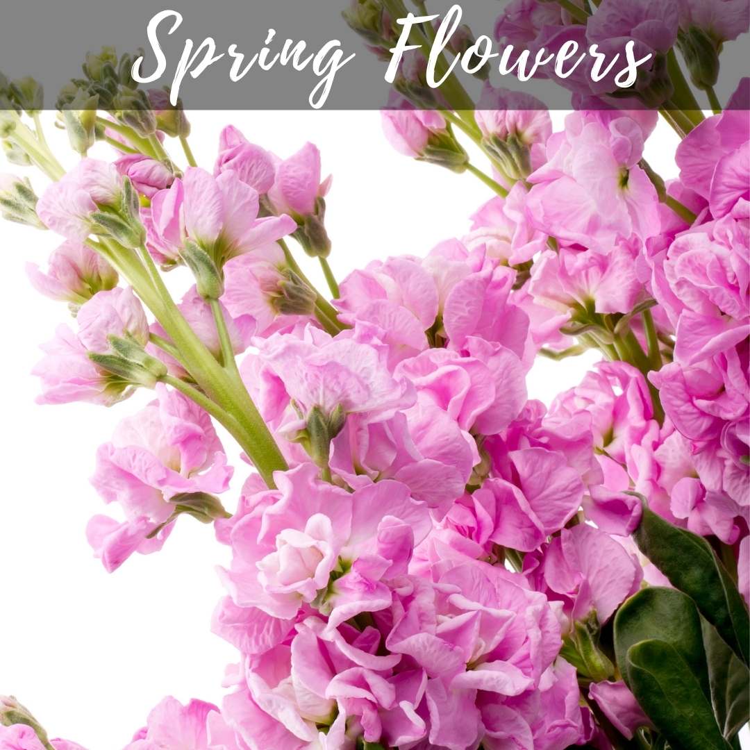 Artificial Australia WideDesflora