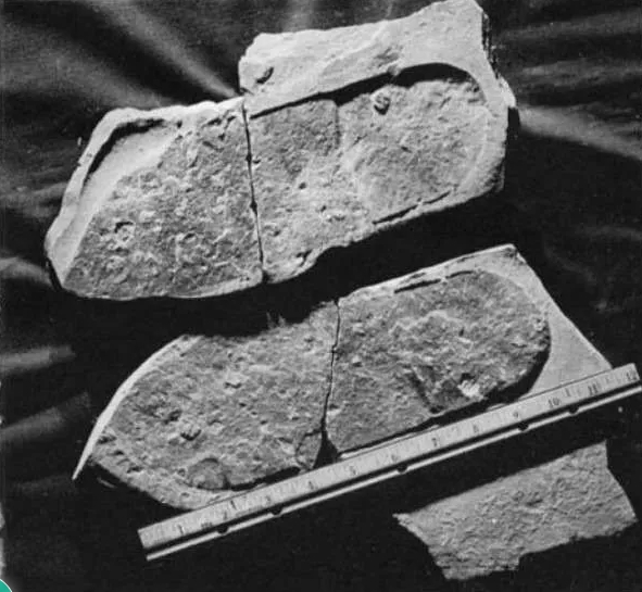 TN On 500 Million Year Old Unexplained Human Footprint