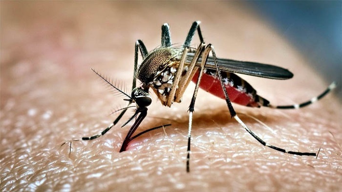 ডেঙ্গুতে ৫ জনের মৃত্যু, হাসপাতালে ভর্তি ৬৩৬