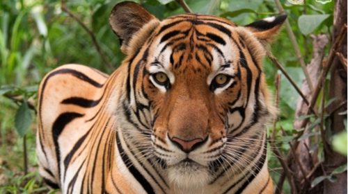 থাইল্যান্ডে রহস্যময় ভাইরাসের হানা ও ৭২টি বাঘের মৃত্যু
