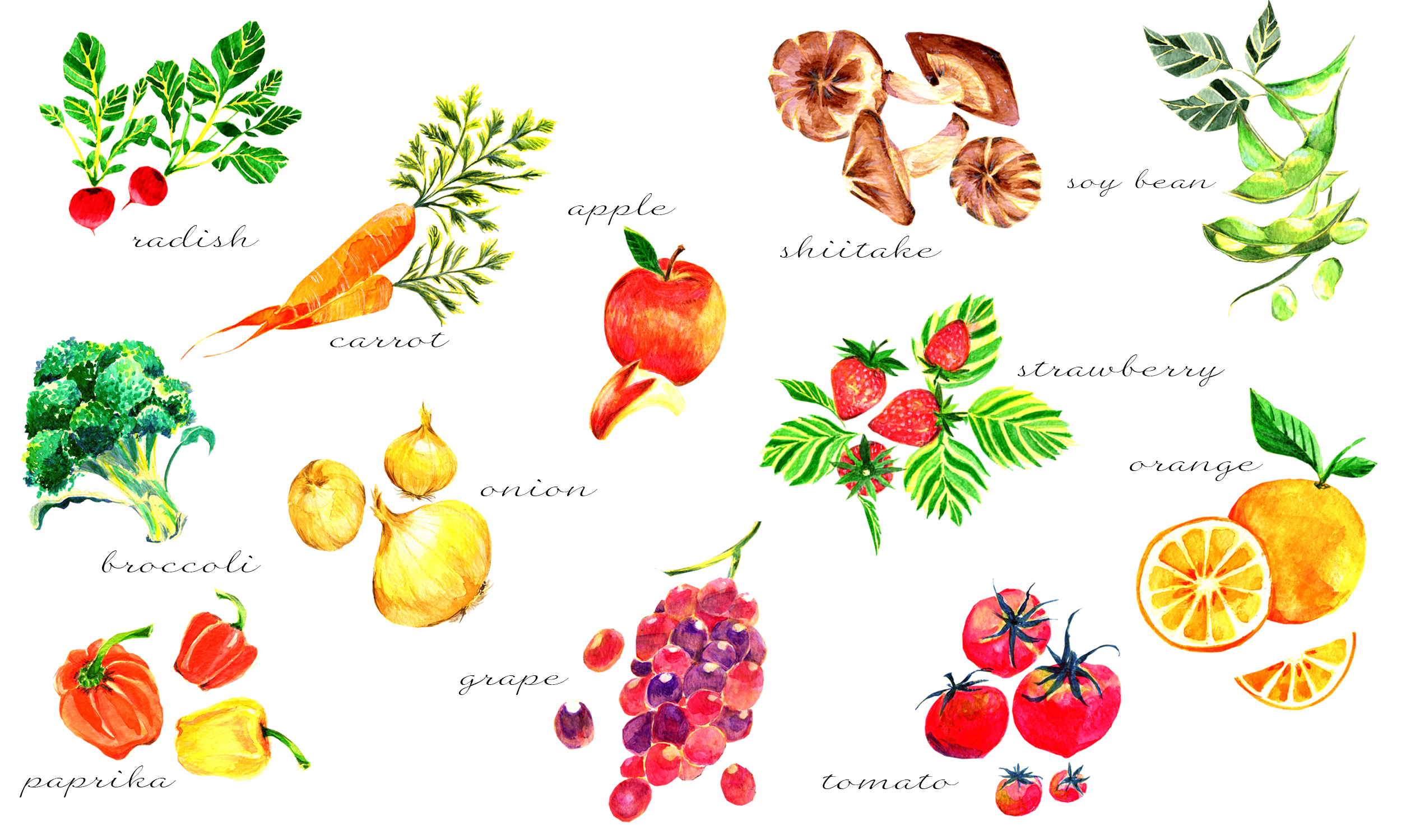 手書きの野菜のイラストのセット／シンプル／おしゃれ／線画 Stock イラスト | Adobe Stock 商用可・無料の水彩 野菜 の フリー イラスト｜テラ合同会社