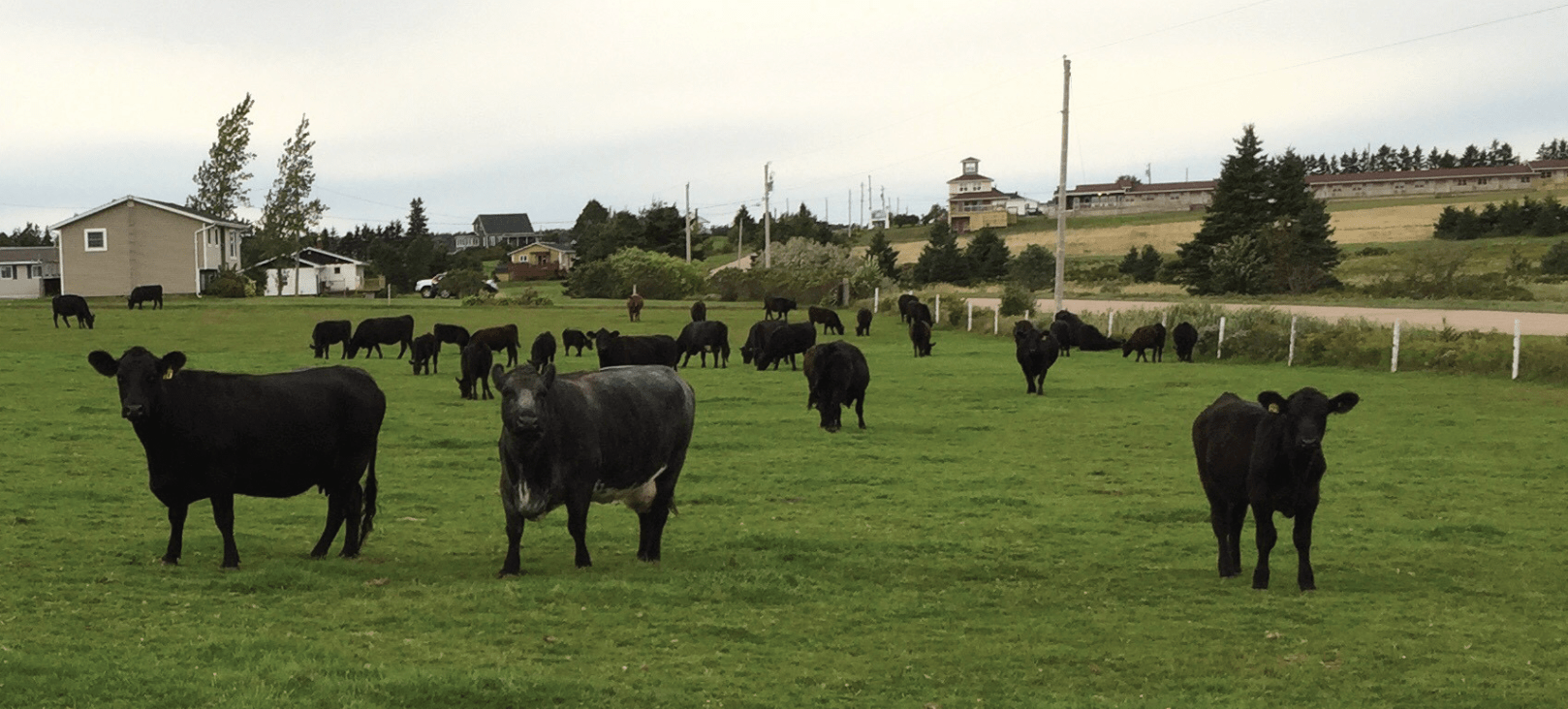 Prince Edward Island Cattle Producers Canadian Cattlemen's Association