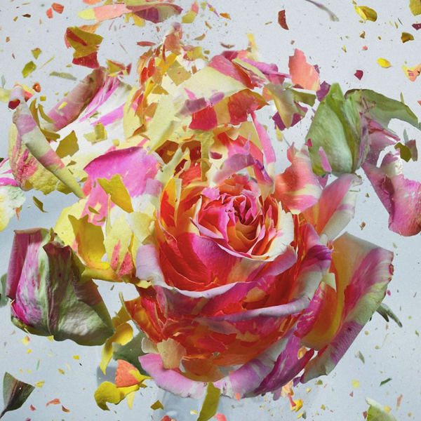 瞬間の芸術！花が破裂する瞬間を切り取った儚くも美しい写真 STYLE4 Design