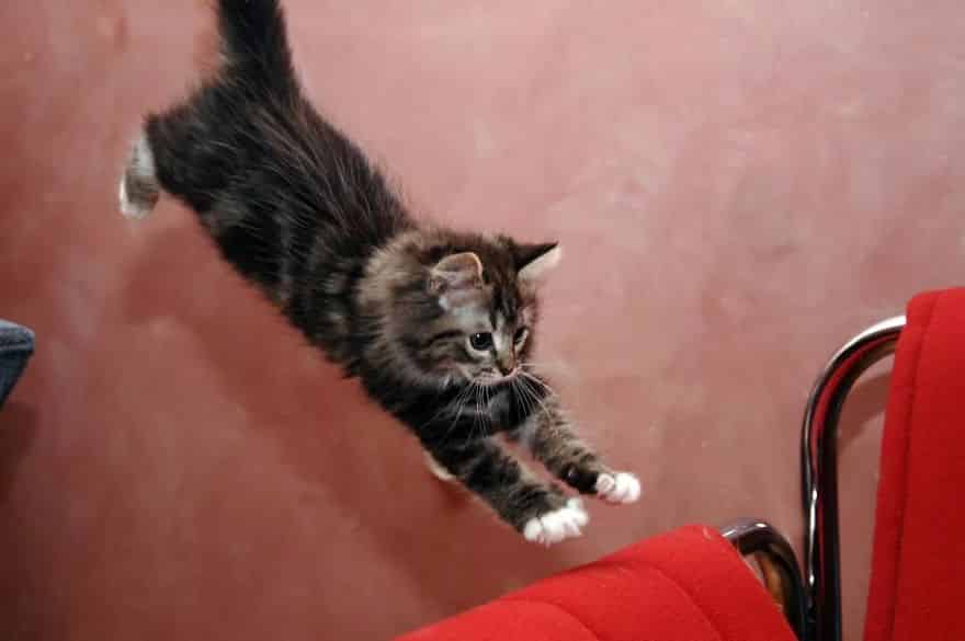 52 Jumping Cats At Play Look Like Ninjas DesignBump